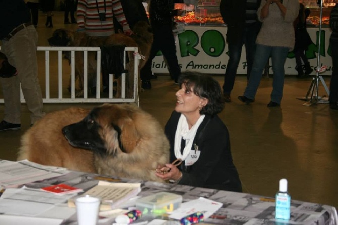 des Géants de l'Ange Blanc - Paris Dog Show 2015