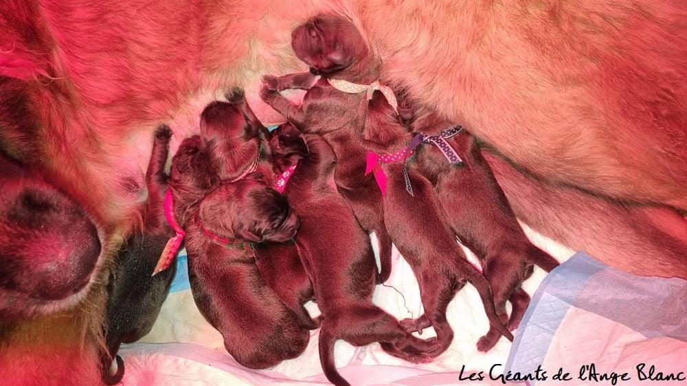 des Géants de l'Ange Blanc - Leonberger - Portée née le 16/11/2024