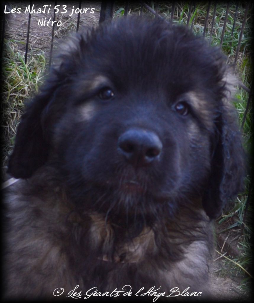 des Géants de l'Ange Blanc - Leonberger - Portée née le 29/03/2017