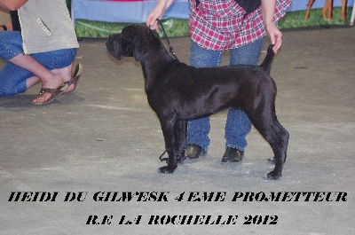 du Gilwesk -  femelle noire 6 mois a vendre  pour compagnie