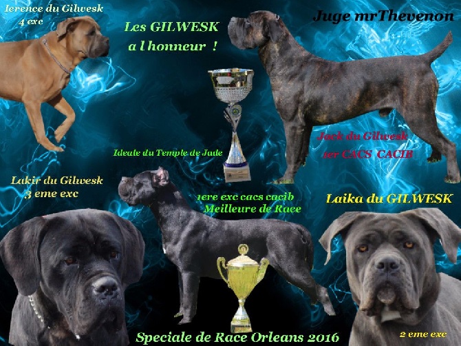 du Gilwesk - CARTON PLEIN SPECIALE DE RACE ORLEANS  2016