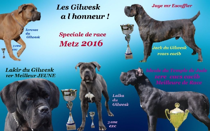 du Gilwesk - CARTON PLEIN Speciale de race  METZ  2016