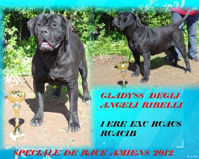 du Gilwesk -  Gladyss RCACS RCACIB speciale de race !