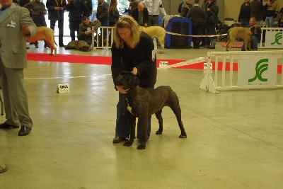 du Gilwesk - paris dog show 2010 !!!!