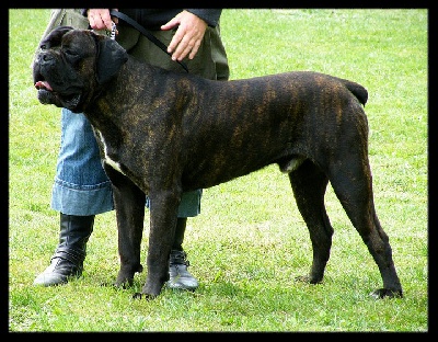 du Gilwesk - romorantin (spéciale cane corso)