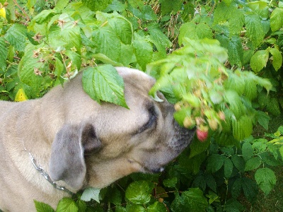 du Gilwesk - feo au milieu des framboises !!