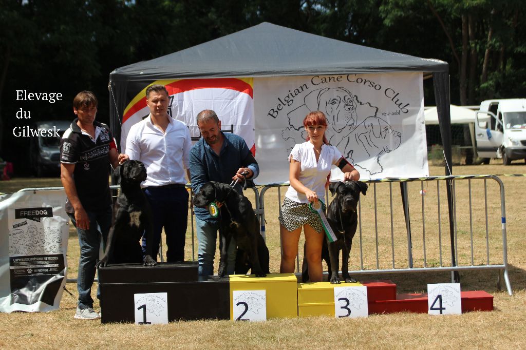 du Gilwesk - les Gilwesk  au CANE CORSO DAY EN BELGIQUE 2018