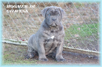 du Gilwesk -    chiots   a vendre dispo de suite !