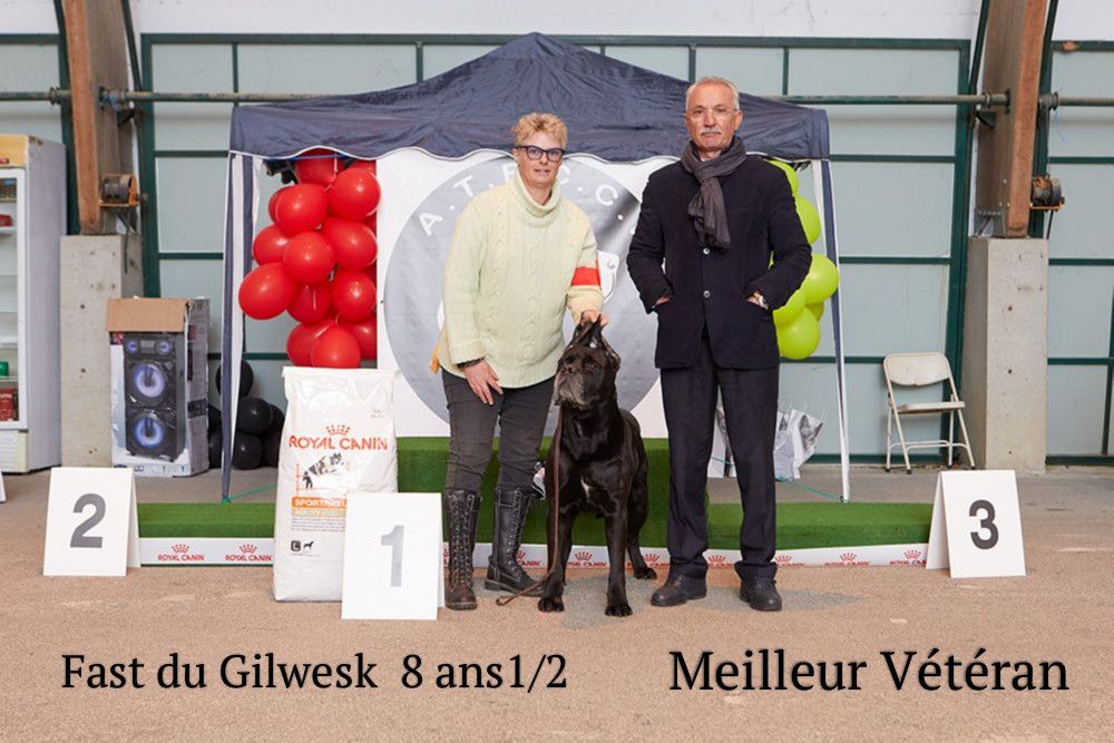 du Gilwesk - Carton  Plein  a la CANE CORSO DAY III 2018