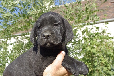 du Gilwesk - CHIOTS DISPONIBLES !!!!