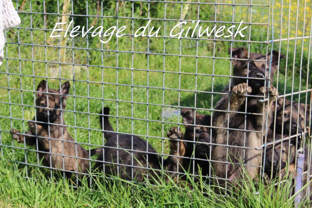 du Gilwesk - chiots disponibles  a vendre  !!! visite veto ok   