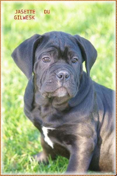 du Gilwesk - Cane Corso - Portée née le 04/08/2014