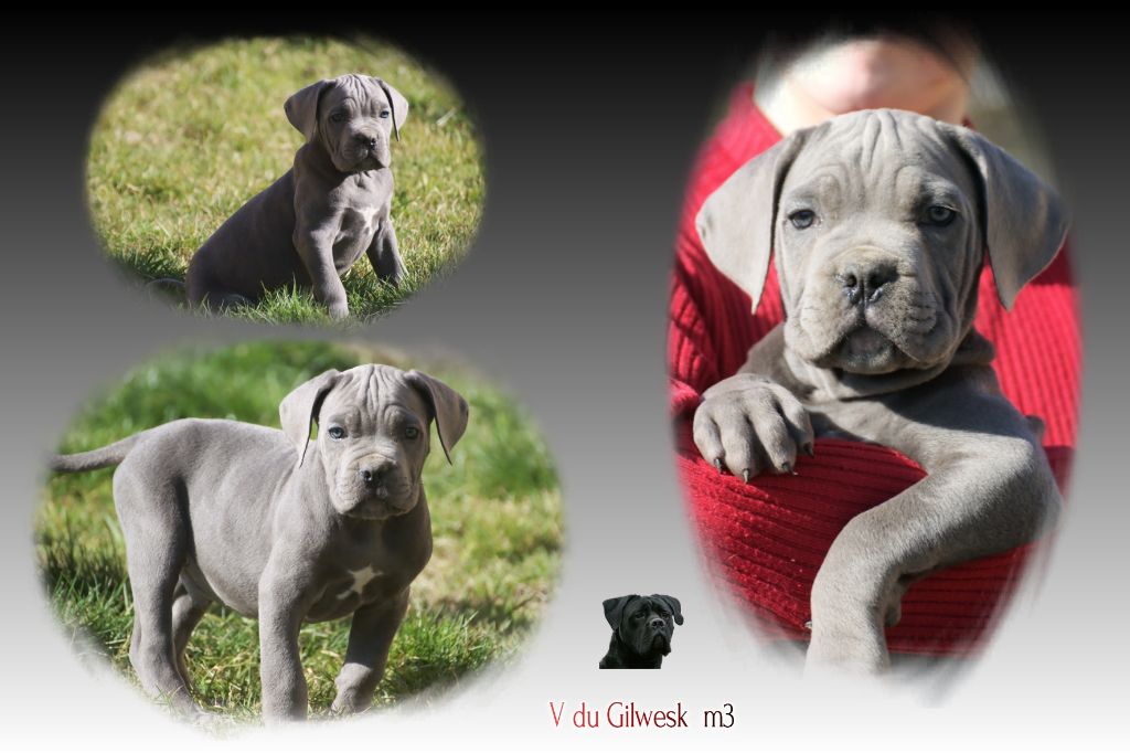 du Gilwesk - Chiots disponibles - Cane Corso