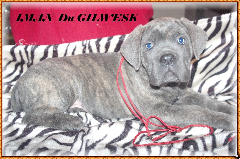 du Gilwesk - Cane Corso - Portée née le 12/08/2013