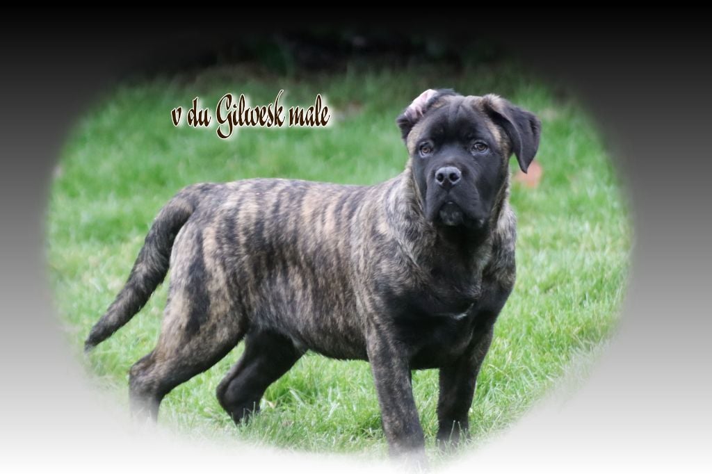 du Gilwesk - Chiots disponibles - Cane Corso