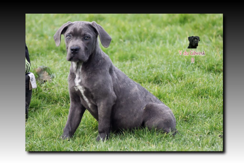 du Gilwesk - Chiots disponibles - Cane Corso