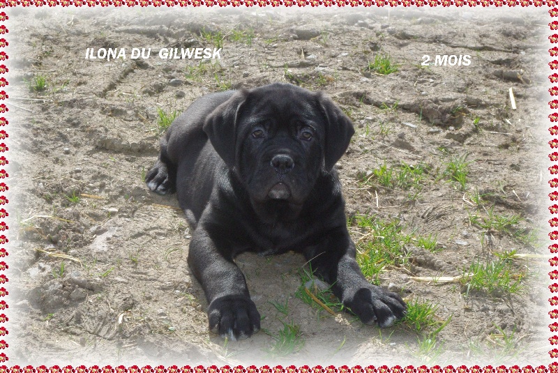 du Gilwesk - Cane Corso - Portée née le 15/02/2013