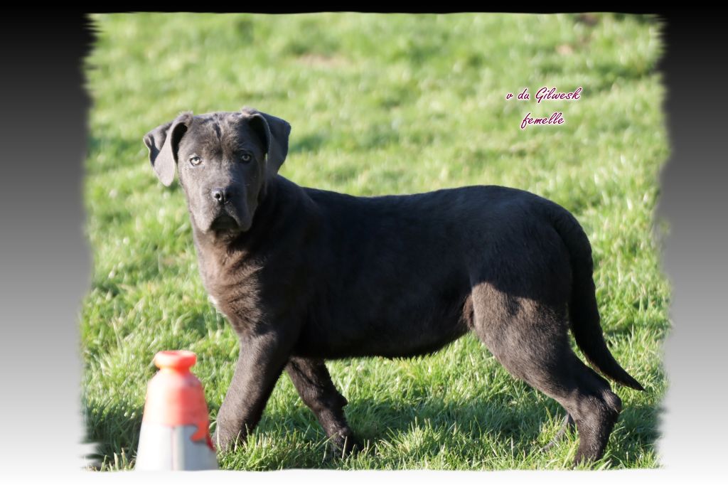 du Gilwesk - Chiots disponibles - Cane Corso