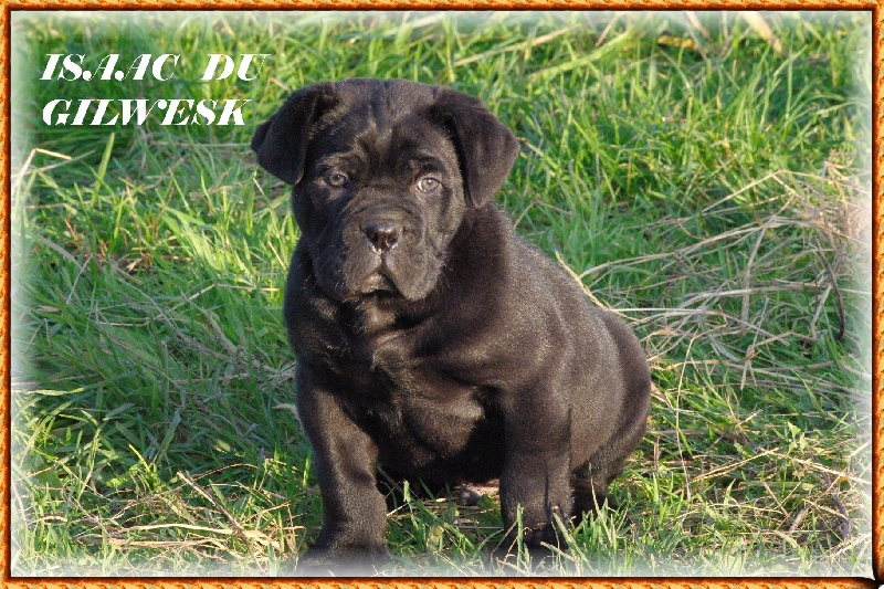 du Gilwesk - Cane Corso - Portée née le 02/10/2013