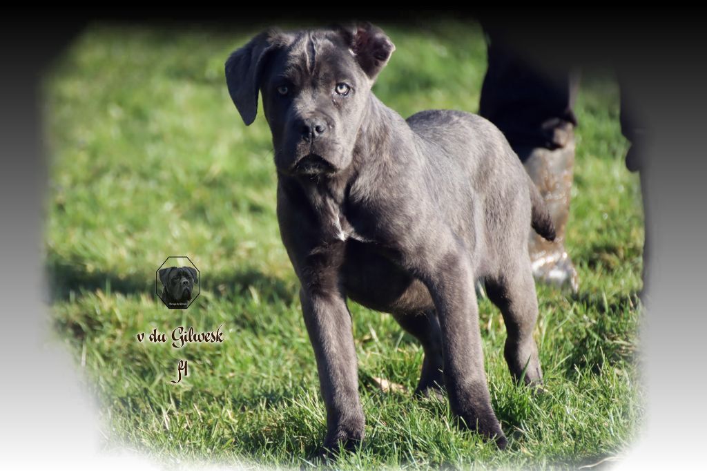 du Gilwesk - Cane Corso - Portée née le 07/09/2024