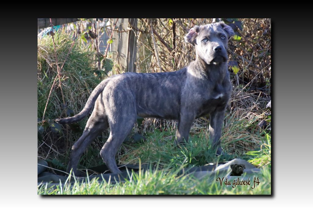 Chiot Cane Corso du Gilwesk