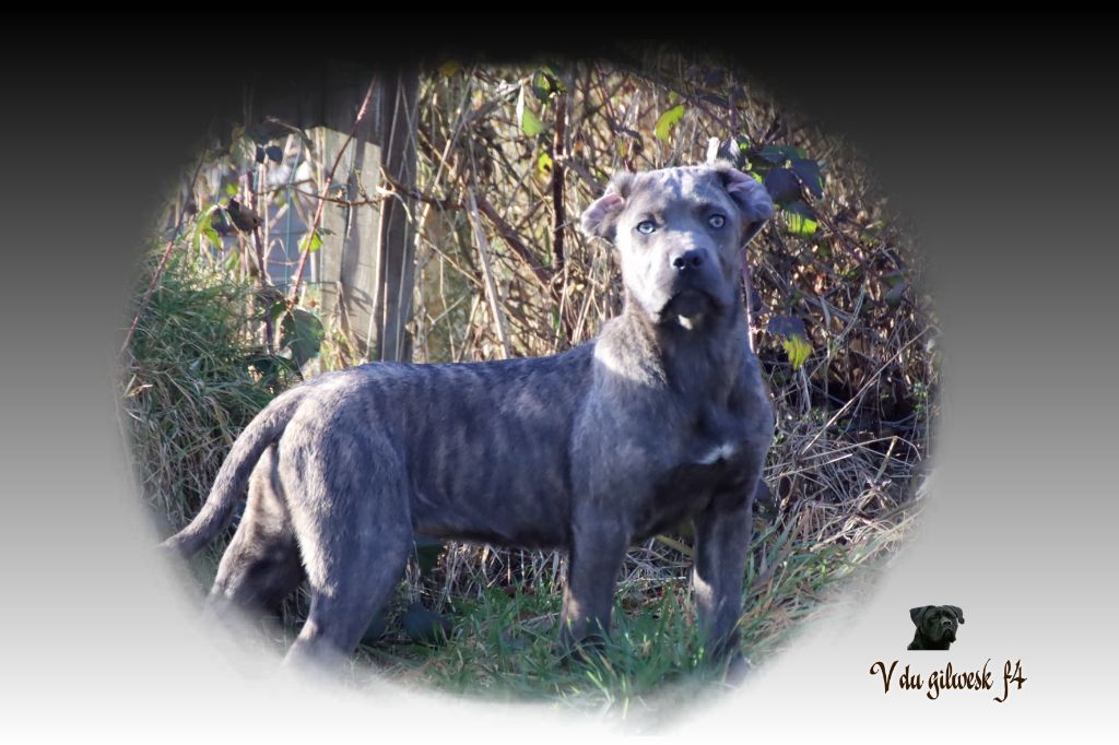 du Gilwesk - Chiots disponibles - Cane Corso