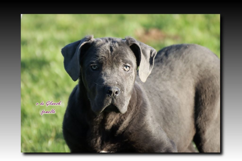 du Gilwesk - Cane Corso - Portée née le 02/09/2024