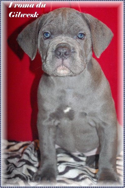 Chiot Cane Corso du Gilwesk