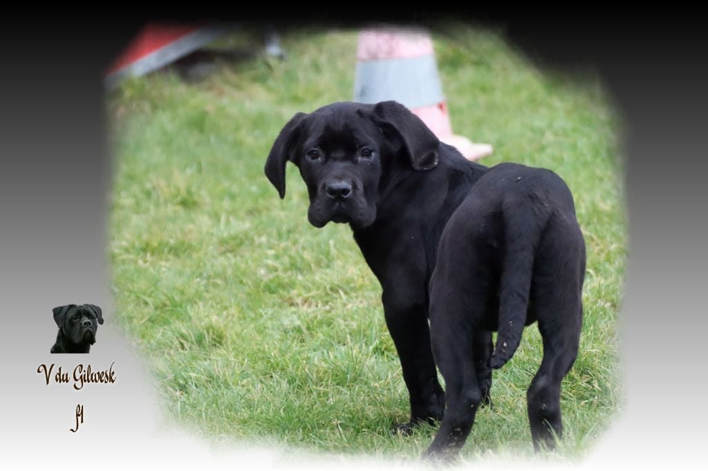 du Gilwesk - Chiots disponibles - Cane Corso