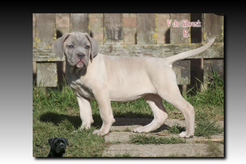 du Gilwesk - Cane Corso - Portée née le 21/12/2024