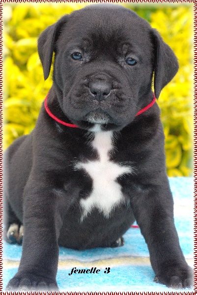 du Gilwesk - Cane Corso - Portée née le 29/04/2013