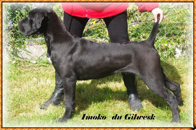 du Gilwesk - Cane Corso - Portée née le 12/10/2013