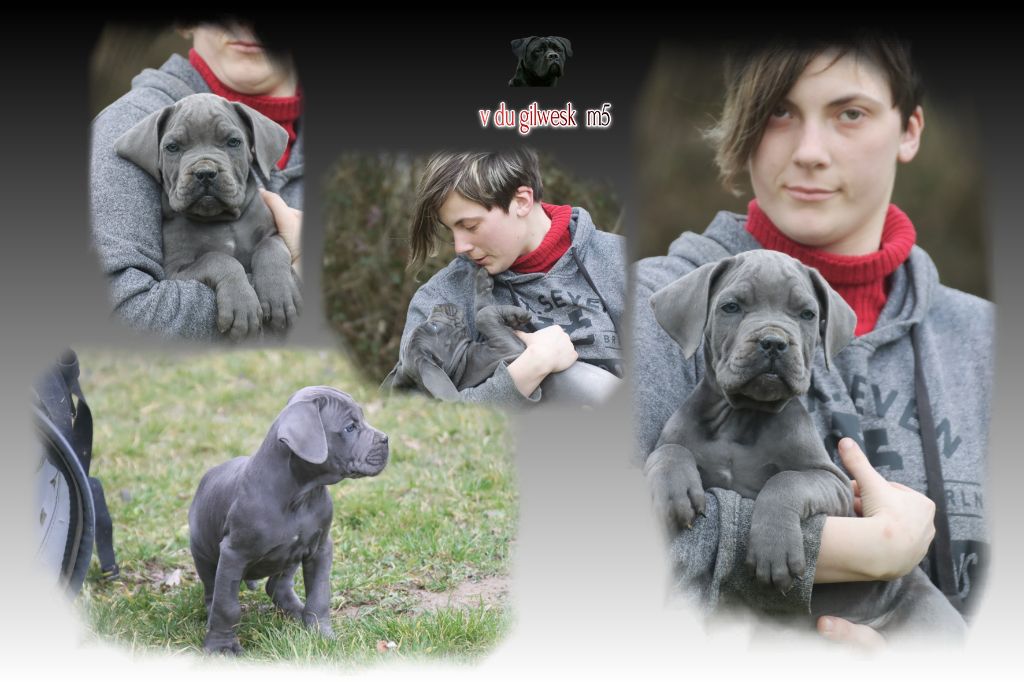 du Gilwesk - Chiots disponibles - Cane Corso