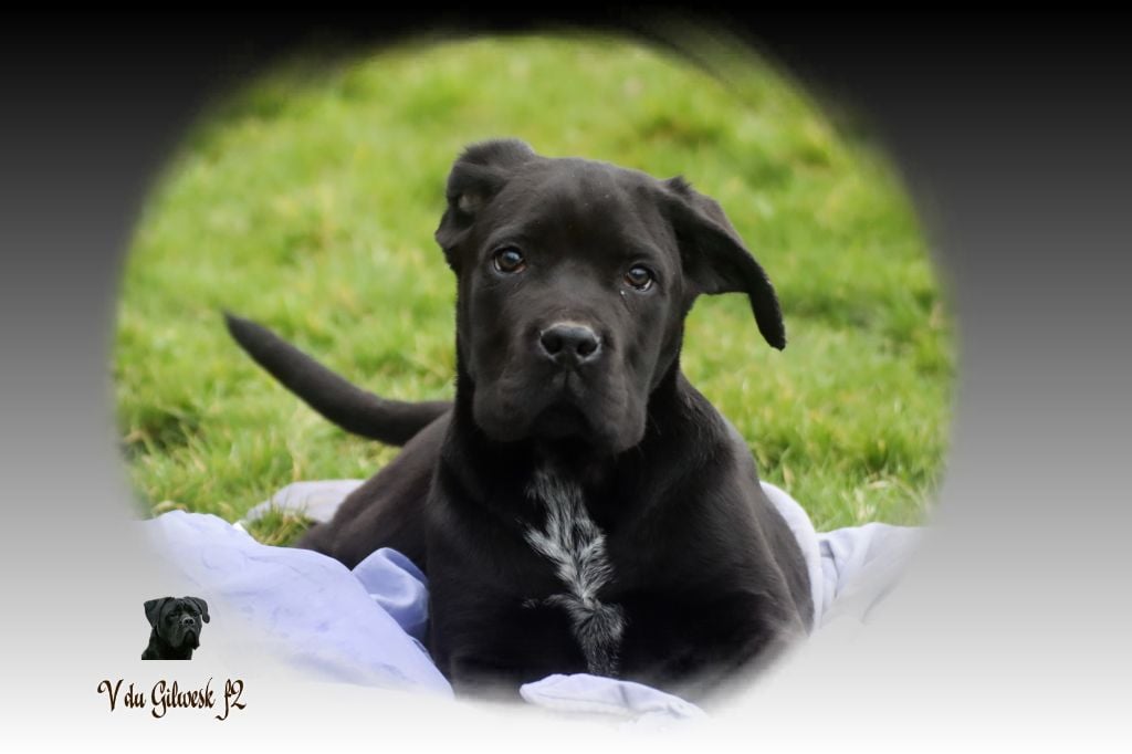 du Gilwesk - Cane Corso - Portée née le 25/10/2024