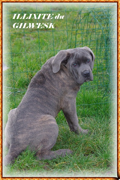 du Gilwesk - Cane Corso - Portée née le 22/10/2013