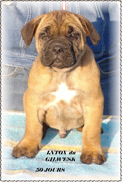 Chiot Cane Corso du Gilwesk