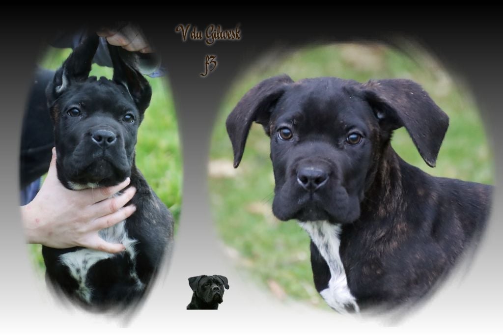 du Gilwesk - Chiots disponibles - Cane Corso