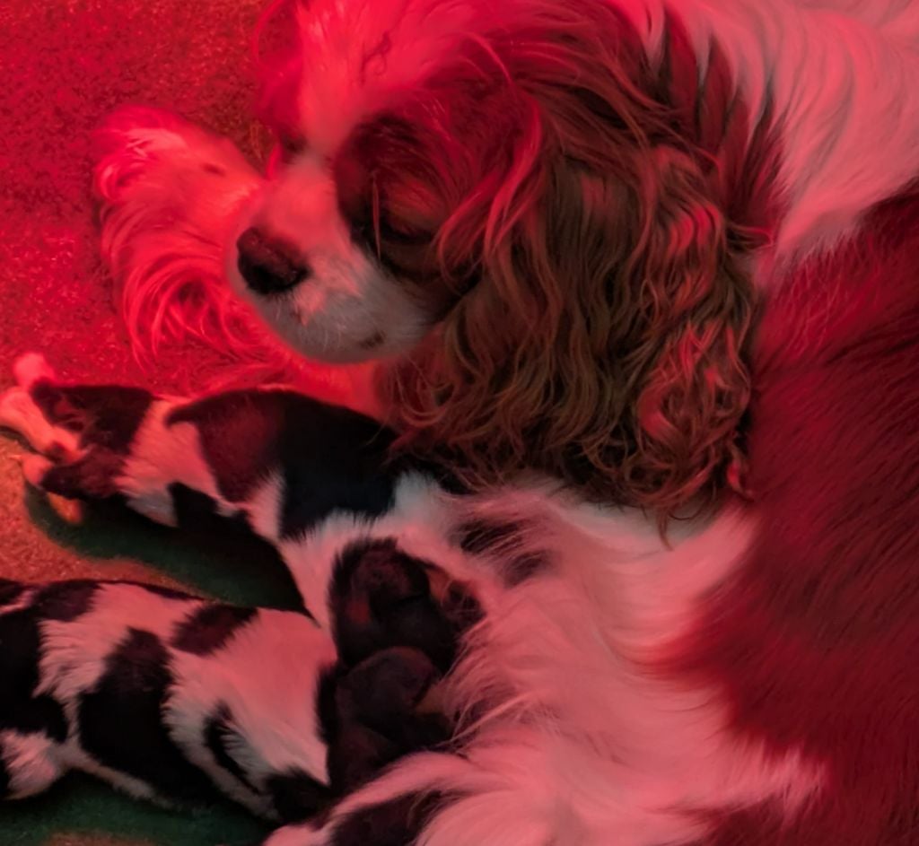 Chiot Cavalier King Charles Spaniel de la Lande du Médoc