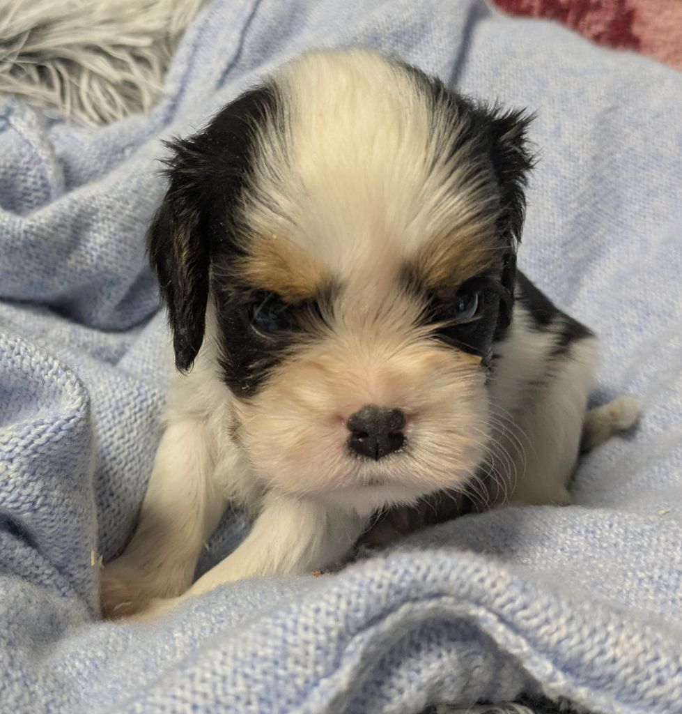 de la Lande du Médoc - Chiots disponibles - Cavalier King Charles Spaniel