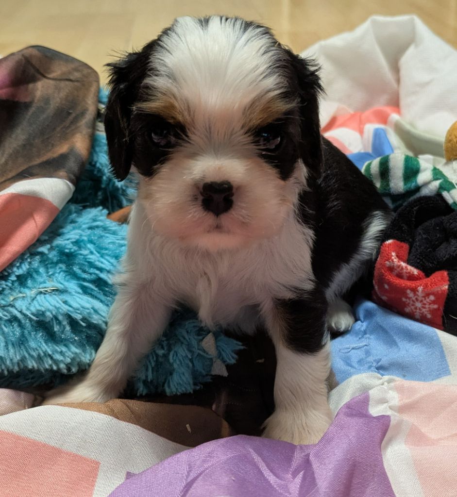 de la Lande du Médoc - Chiots disponibles - Cavalier King Charles Spaniel