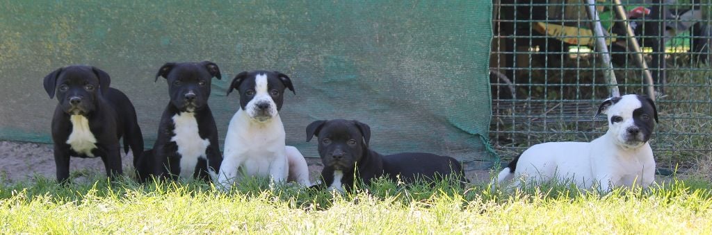 de Chercica - Staffordshire Bull Terrier - Portée née le 03/05/2018