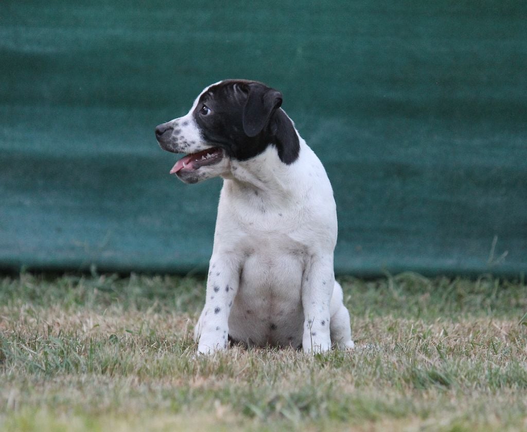 de Chercica - Chiots disponibles - Staffordshire Bull Terrier