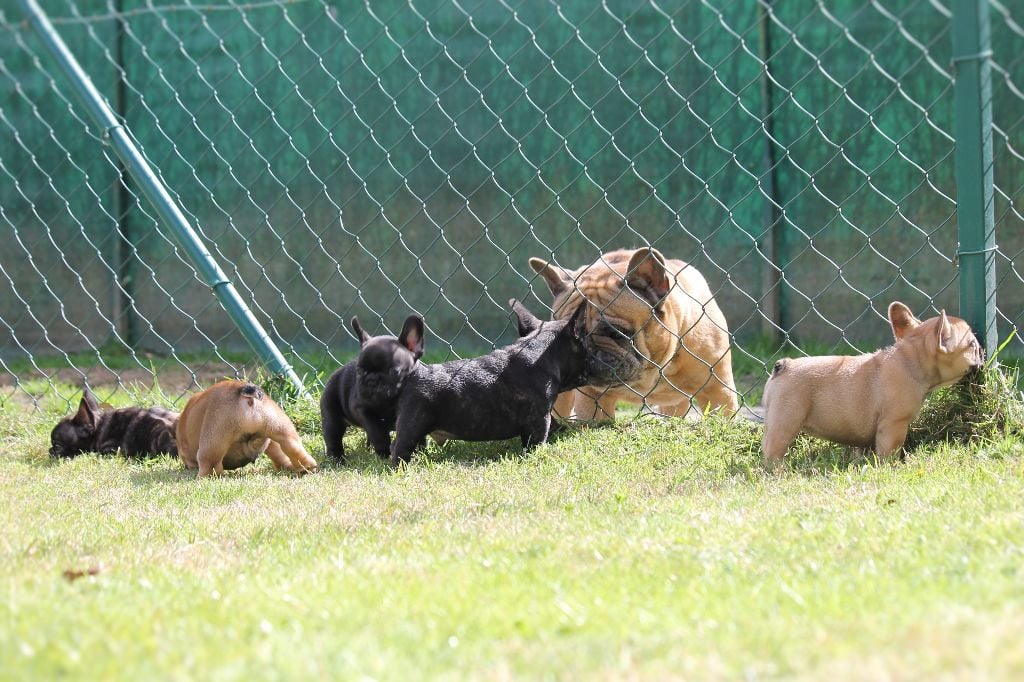 Chiot Bouledogue français de Chercica