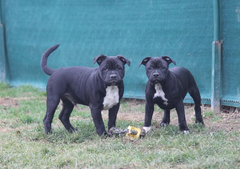 de Chercica - Staffordshire Bull Terrier - Portée née le 04/09/2016