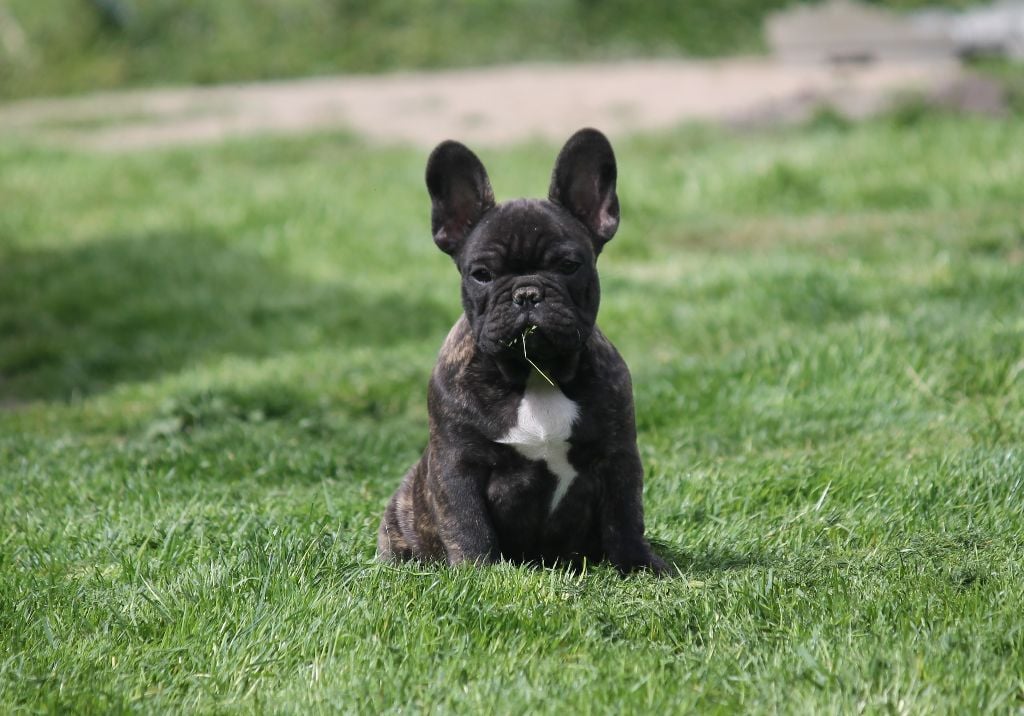 de Chercica - Chiots disponibles - Bouledogue français