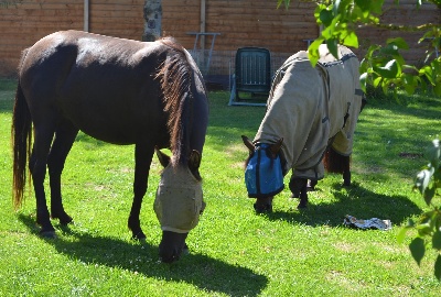 du domaine des Alunts - nouvelles copines !