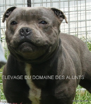 du domaine des Alunts - evolution des chiots et encore une fois mise au point !