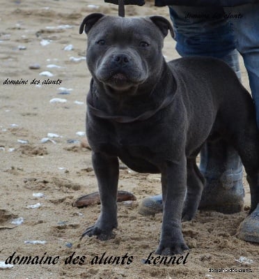 du domaine des Alunts -  HE S THE ONE le fils de noirstaffblue bolt 