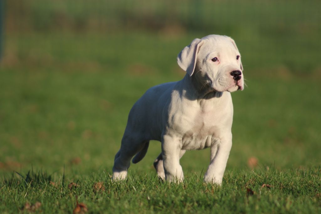 del Camino Del Oro Blanco - Dogo Argentino - Portée née le 18/10/2018