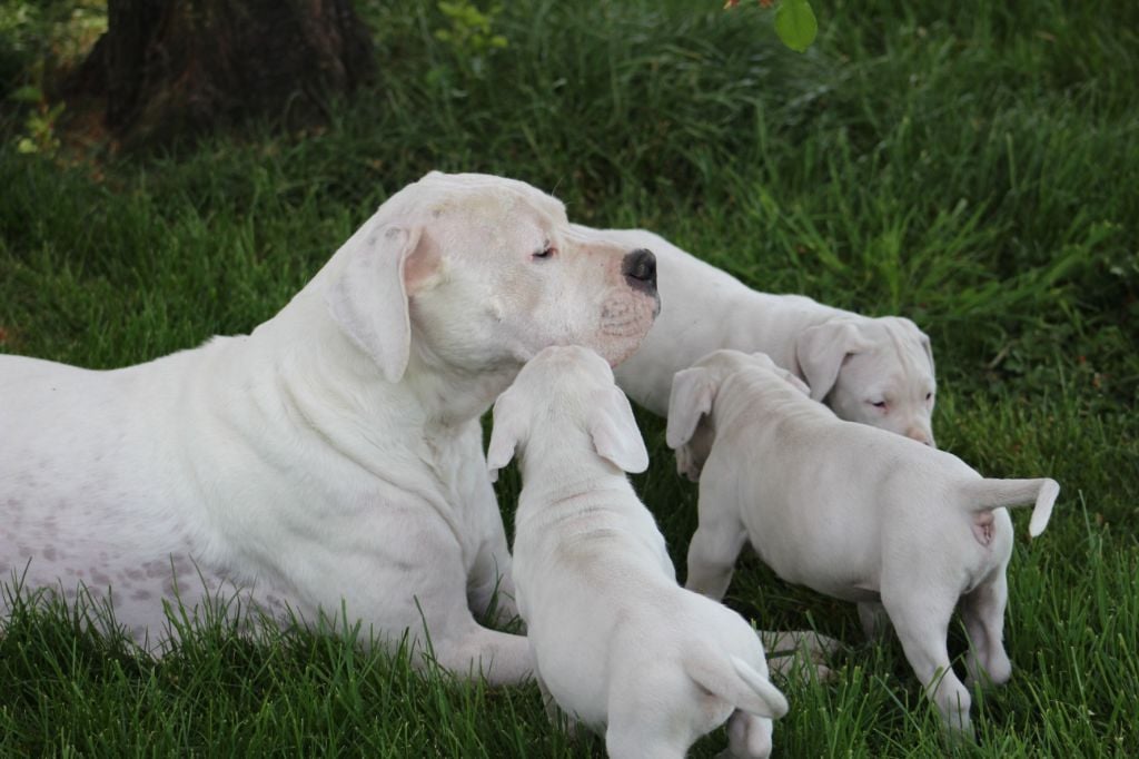 del Camino Del Oro Blanco - Dogo Argentino - Portée née le 12/03/2022